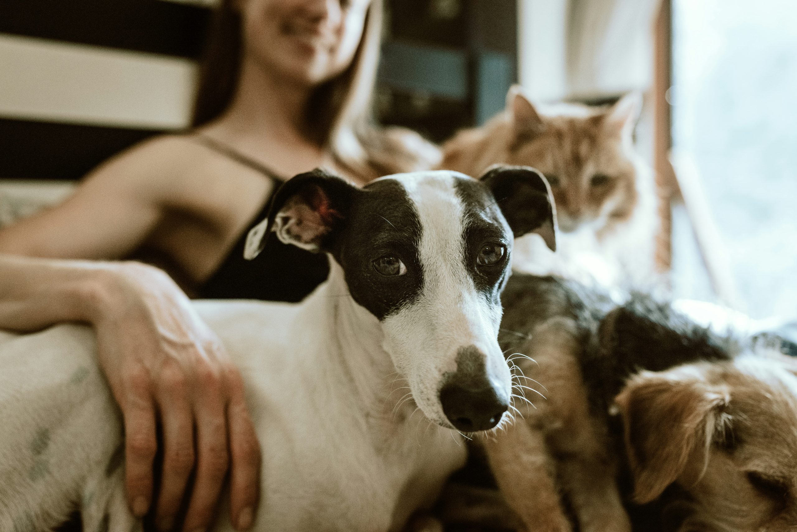 Pet training session?>